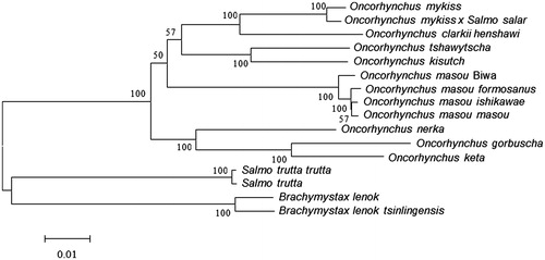 Figure 1. Phylogeny based on the complete mitochondrial genomes by MEGA6 with 1000 bootstrap replications. The maximum-likelihood tree is drawn to scale.