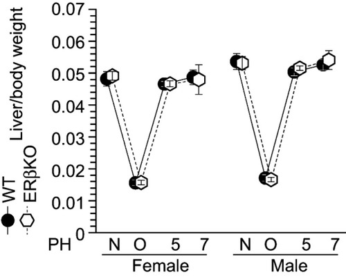 Figure 6 Normal liver weight recovery in ERβ-knockout (KO) mice. Liver weight recovery in wild-type (WT) and ERβ-KO mice; N = non-operated, O = operated; 5/7=5 or 7 days after PH; n=5–8 per group.