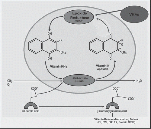 Figure 1. Vitamin K cycle. The vitamin K cycle regenerates the reduced form of vitamin K from its epoxide form through the vitamin K epoxide reductase (VKOR). Reduced vitamin K is necessary for post-translational gamma-carboxylation of glutamic acid residues of the vitamin K-dependent coagulation factors II, VII, IX, and X and protein C, S, and Z. Gamma-carboxylation is catalysed by a_gamma-glutamyl carboxylase and requires the reduced form of vitamin K, molecular oxygen, and carbon dioxide. Vitamin K antagonists (VKAs) produce their anticoagulant effect interfering with VKOR activity. Adapted from: Francisco Marín et al. J Am Coll Cardiol. 2009;54: 1041–57 (with permission) (Citation117).