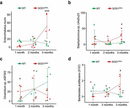 Figure 8. Fecal microbiome changes in SOD1G93A mice. (a) Enterohabdus Muris started increasing in 2-month-old SODG93A, and then significantly enhanced in 3-month-old SOD1G93A mice, compared with WT mice. (n = 5, two-way Kruskal-Wallis rank sum test, ***P < .05 adjusted by FDR.). (b) Staphylococcus. Sp. UAsDu23 started increase in 2-month-old SODG93A, compared with 1-month-old SODG93A mice, and then significantly enhanced in 3-month-old SOD1G93A mice, compared with WT mice. (n = 5, Welch’s t-test, *P < .05). (c) Clostridium sp. ASF502 enhanced in 1 months SODG93A, compared with WT mice (n = 5, Welch’s t-test, *P < .05). (d) Bacteroides acidifaciens significantly enhanced in 3-month-old SOD1G93A mice, compared with the WT mice. (n = 5, two-way ANOVA test, *P < .05, adjusted by the Tukey method)