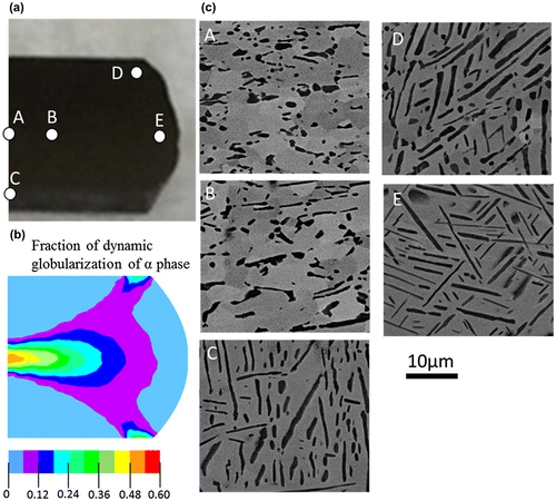 Figure 10. (a) Appearance of the forged Ti-17 specimen at 850 °C, 10−3 s−1, and a height true strain of 0.75, (b) distribution of dynamic globularization in the α phase, as analyzed by FEM, and (c) SEM-BSE images of the forged Ti-17alloy at locations of A–E in (a).