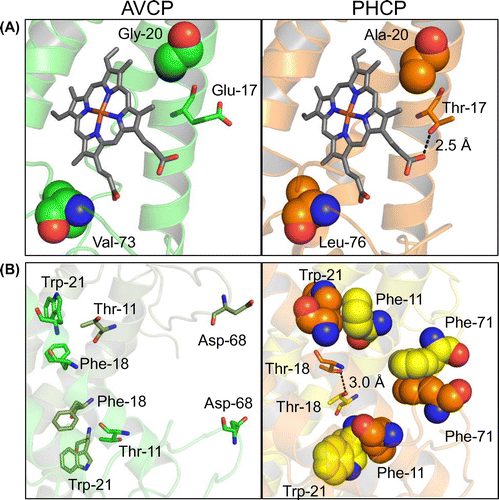 Figure 1. Structure comparison between the AVCP and PHCP wild-type proteins. (A) The structure difference between AVCP and PHCP around the heme. (B) The structure difference between AVCP and PHCP at the subunit-subunit interface. Hydrogen bond formation is illustrated by a dotted line and distance in both panels.