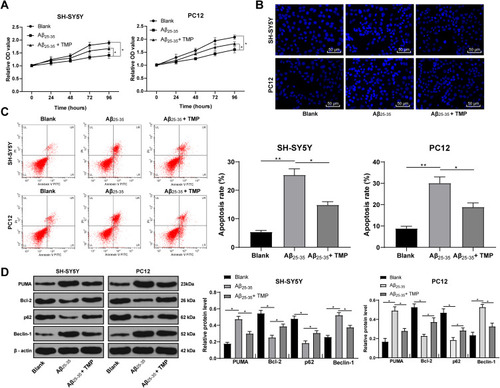 Figure 4 TMP treatment promoted Aβ25-35-treated SH-SY5Y and PC12 cell viability. SH-SY5Y and PC12 cells were treated with 25 μmol/L Aβ25-35 for 24 h and then 100 mg/L TMP. Cell viability (A) and apoptosis rate (B–C) were determined by MTT assay, Hoechst 33258 staining and flow cytometry, respectively. Western blot analysis was performed to determine apoptosis and autophagy-associated protein levels (D). Each symbol represents an individual experiment. Data were analyzed with one-way ANOVA and Tukey’s multiple comparison test. *p < 0.05, **p < 0.01.