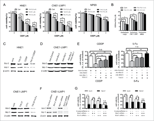 Figure 2. Effect of TW-37 on the cell viabilities of NPC and NPE cells under CDDP and 5-Fu treatments. (A) After pretreatment with the indicated concentration of TW-37 for 24 hours, HNE1 (left), CNE1-LMP1 (middle) and NP69 (right) cells were treated with the indicated concentration of CDDP. Cell viabilities of the indicated cells were detected with CCK8 assay 48 hours after CDDP treatment. The data are shown as mean ± SEM (n = 6; *, P < 0.05; **, P < 0.01). (B) After pretreatment with the indicated concentration of TW-37 for 24 hours, the indicated cells were treated with 5-Fu of different dosages for 48 hours, and IC50 of the indicated cells to 5-Fu was assessed by CCK8 assay. The data are presented as the mean ± SEM (n = 6; *, P < 0.05; **, P < 0.01). (C) After pretreatment with TW-37 (1 μM) for 24 hours, HNE1 (upper) and CNE-LMP1 (lower) cells were treated with the indicated chemotherapeutics (CDDP, 2 μM; 5-Fu, 10 μM) for the next 24 hours. Then, protein level of Bcl-2 and Mcl-1 in the indicated cells was examined by western blotting. (D and F) CNE-LMP1 cells were transfected with the indicated recombinant adenoviral vectors (D) or siRNA (F). After 48 (D) or 72 (F) hours post transfection, protein level of Bcl-2 and Mcl-1 in the indicated cells was examined by western blotting. (E and G) The transfected CNE-LMP1 cells were pretreated with TW-37 (1 μM) 48 hours after transfection. After the following 24 hours, cells were treated with CDDP (2 μM, left) or 5-Fu (10 μM, right). Cell viabilities of the indicated cells were assessed by CCK8 assay 48 hours after the indicated treatment. The data are shown as mean ± SEM (n = 6; *, P < 0.05; **, P < 0.01; n.s, no significant).