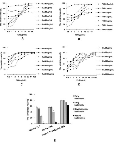 Figure 4 Effects of PAB and FLC combination on biofilm formation. (A) Early biofilm (0h): C. tropicalis cells were incubated continuously in the presence of FLC+PAB at 37°C for 48 h. (B) Early biofilm (2h): C. tropicalis cells were allowed to adhere for 2 h then FLC+PAB was added and incubated further for 48 h. (C) Developmental biofilm (6h): C. tropicalis cells grew for 6 hours to form metaphase biofilm, and then FLC+PAB was added to incubate further for 48 h. (D) Mature biofilm (24h): After growing for 24 hours to form mature biofilm, C. tropicalis cells were treated with FLC+PAB for another 24 h. Abscissa refers to the concentration of FLC. Each curve shows the trend of biofilm inhibition with the increase of FLC concentration, when PAB is at a specific concentration. (E) Inhibition of biofilm formation at 16 µg/mL FLC, 4 µg/mL PAB, 16 µg/mL FLC+4 µg/mL PAB. *p < 0.05, compared with the combination group (16 µg/mL FLC+4 µg/mL PAB).