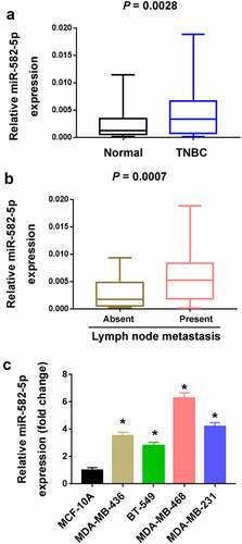 Figure 1. Upregulation of miR-582-5p in TNBC. (a) Quantification of miR-582-5p expression in 68 paired TNBC and adjacent normal tissues. (b) The expression level of miR-582-5p is increased in the tumors with lymph node metastasis (n = 36) compared to those without lymph node metastasis (n = 32). (c) Quantification of miR-582-5p expression in TNBC cell lines and MCF-10A nonmalignant cells. *P < 0.05 compared to MCF-10A