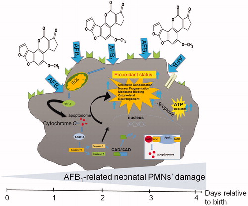 Figure 4. AFB1 can induce apoptosis via caspases 3/7 and 9 activation, and ATP depletion in bovine/camelid neonatal PMN, potentially through death-receptor-mediated, free radical, and mitochondrial pathways of cell apoptosis. In the intrinsic pathways, various apoptotic stimuli (e.g. ROS, other microenvironmental stresses) mediate permeabilization of the mitochondrial outer membrane and trigger signaling pathways. Within cytosol, cytochrome c together with Apaf-1 and dATP form apoptosome complexed to which the initiator of procaspase-9 is recruited and activated. Caspase-9-catalyzed activation of caspase-3 executes final steps of apoptosis. This schematic highlights what was detected in this study.