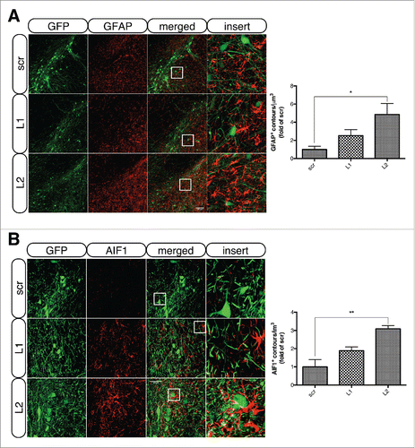 Figure 8. LAMP2A deficiency is accompanied by robust astro- and microgliosis in transduced nigral neurons. (A) Representative immunofluorescence images of GFAP+ astrocytes (red) in the vicinity of GFP+ nigral neurons of all groups, 8-wk post-injection are shown in the left panel and quantification of GFAP+ contours/μm3 of ventral midbrain tissue is shown in the right panel (*, p < 0.05; n = 3 animals/group, one-way ANOVA). Scale bar: 100 μm. (B) Representative immunofluorescence staining of AIF1+ microglia (red) in the vicinity of GFP+ nigral neurons of all groups, 8-wk post-injection are shown in the left panel and quantification of AIF1+ contours/μm3 of ventral midbrain tissue is shown in the right panel (*, p < 0.05; n = 3 animals/group, one-way ANOVA). Scale bar: 50 μm. The inserts (right) show higher magnification of the indicated region.