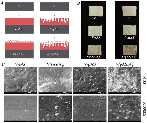 Figure 1. V/sAS/Ag and V/pAS/Ag Fabrication processes and surface micromorphology of each material. A: Schematic of the construction of a silver HTZ sample downloaded under vacuum and non-vacuum conditions, with the base ceramic sheet in grey, the aluminosilicate coating in red, and the silver particles in particles. B: Representative images of sintered materials. C: Representative images of observation of the surface morphology of different materials.