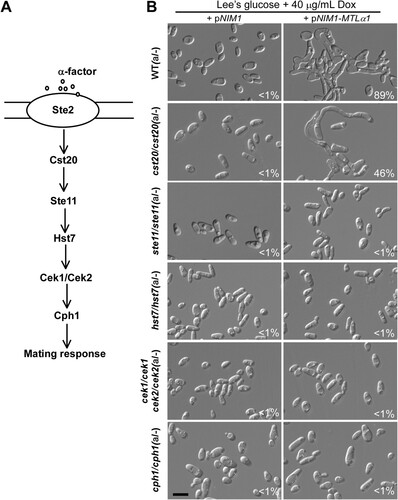 Figure 3. Development of mating projections in the mutants of the mating response signalling pathway. (A) Schematic diagram of the MAPK-mediated mating response signalling pathway in C. albicans. (B) Ectopic expression of MTLα1 in the mutants of the mating response signalling pathway. Opaque cells of C. albicans (1 × 107 cells/mL) were cultured in liquid Lee’s medium containing 40 μg doxycycline at 25°C for 24 h. Percentages of mating projection cells are indicated in the corresponding images. Scale bar, 10 µm.