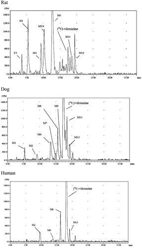 Figure 2. Representative radiochromatograms from 120 min incubations of 3 µg/mL of [14C]-viloxazine with rat, dog, and human hepatocyte incubations.
