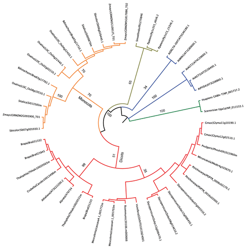 Figure 1. Phylogenetic relationships among plant GABA-T family. Neighbor-joining tree was constructed using the MEGA5 software. Human and yeast GABA-T protein sequences were used to root the tree. A set of Arabidopsis proteins closely related to AtGABA-T was included as outgroup. Branch lengths are proportional to phylogenetic distance; bootstrap values (expressed as percentage) from 1,000 iterations are indicated on main branches. For each protein, organism name and locus identifier/GenBank accession is provided.