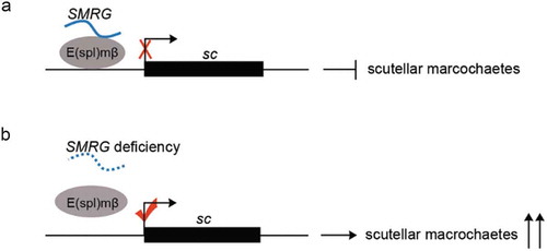Figure 8. Model for SMRG function in scutellar macrochaetes.(a) SMRG recruits the repressor of E(spl)mβ to the sc promoter region, thereby negatively regulating sc expression and subsequent emergence of scutellar macrochaetes. (b) While SMRG deficiency causes low occupancy of E(spl)mβ on the sc promoter region, which in turn derepresses sc expression and promotes responsive supernumerary scutellar macrochaetes.