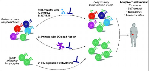 Figure 1. Strategies for the ex vivo generation of early memory tumor-reactive T cells for adoptive immunotherapy. Generation of early memory tumor-reactive T cells via different strategies. (A, B) T-cell receptor (TCR) transfer in the presence of Wnt signaling, or interleukin (IL)-7 and IL-15 stimulation. (C) Expansion of naive T-cell progenitors using dendritic cells in the presence of an Akt-inhibitor (Akt-inh). (D) Expansion of tumor-infiltrating lymphocytes (TILs) in the presence of an Akt-inhibitor.