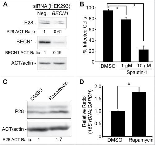 Figure 3. E. chaffeensis infection requires BECN1 and is enhanced by rapamycin. (A) Depletion of BECN1 suppresses E. chaffeensis infection. HEK293 cells were transfected with BECN1 siRNA or control scrambled siRNA (Neg.) for 40 h and then infected with E. chaffeensis for 36 h. Western blotting was performed using anti-P28, ACT/actin, and BECN1. The values under the bands show the relative ratio of band intensities vs. ACT/actin, with the ratios of those from control siRNA set as 1. (B) Spautin-1 inhibits E. chaffeensis growth. E. chaffeensis–infected THP-1 cells were treated at 1 d p.i. with DMSO solvent control or with 1 μM or 10 μM spautin-1 and incubated for an additional 2 d. Infection was assessed at 3 d p.i. by Diff-Quik staining to determine the percent of infected cells. *, Significantly different by the Tukey HSD test (P < 0.05). (C and D) Rapamycin enhances E. chaffeensis infection in THP-1 cells. (C) Western blot analysis with anti-P28. ACT/actin was used as a loading control. The values under the bands show the relative ratio of band intensities normalized against ACT/actin, with the ratio of DMSO (control) set as 1. (D) qPCR of E. chaffeensis 16S rDNA normalized to human GAPDH DNA. *, Significantly different (P < 0.05) by the Student t test.