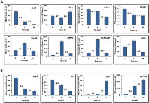 Figure 5. Validation of the RNA-seq results with quantitative PCR. (A) RT-qPCR analysis was performed to assay the relative expression profiles of IL10, IL23, SOCS3, NFKB1, STAT4, LAMP3, ADORA2A and BIRC3 genes in infected THP-1 macrophages. Relative gene expression was compared between infected and uninfected macrophages harvested 2, 6 and 24 h post-infection (pi). (B) RT-qPCR analysis was performed to assay the relative expression profiles of vag8, prn, vrg6 and BP2871 genes in intracellular B. pertussis cells. Relative gene expression was compared between intracellular and unexposed bacteria 2, 6 and 24 h post-infection (pi). Fold change (FC) values are means (bars) ± standard deviations (error bars) from three biological replicate experiments. Values depicted between the bars denote the fold changes in expression of the specific gene between corresponding time points deduced from RNA-seq results determined 2, 6 and 24 h pi. ND, not determined in the corresponding analysis.