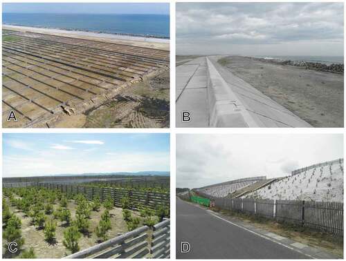 Figure 3. Coastal protection facilities against tsunamis reconstructed or constructed after the GEJE. A: Facilities; from seaside, wave-dissipating blocks, seawall, and coastal protection forest (Isobeosu in Soma city, Fukushima Prefecture, Japan, on October 3 2018). B: Seawall (Isobeosu in Soma city, Fukushima Prefecture, Japan, on August 31 2018). C: Coastal protection forest (Isobeosu in Soma city, Fukushima Prefecture, Japan, on August 20 2018). D: Green space for disaster prevention (Hisanohama in Iwaki city, Fukushima Prefecture, Japan, on May 30 2018).