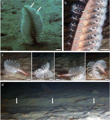 Figure 3. Behaviour of Pennatula rubra, and anthropic impacts. (a) Light bioluminescence (white arrows); (b) eggs (white arrows) at the base of the polyp leaves of a colony; (c) sequence of a current-driven movement of a colony out of the mud; (d) trawl mark (white arrows) observed within the field of P. rubra. Scale bars: a, c = 2 cm; b = 1 cm; d = 5 cm.