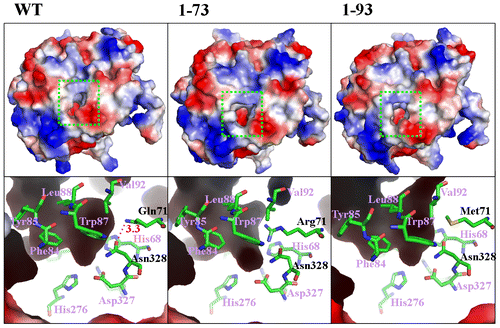 Fig. 3. Substrate-binding pocket morphology of AtzA variants.