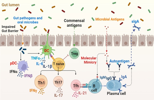 Figure 3. Role of gut microbiota in autoimmune diseases.