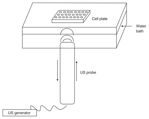 Figure 1 Schematic apparatus used for transfection experiment in the presence of ultrasound.