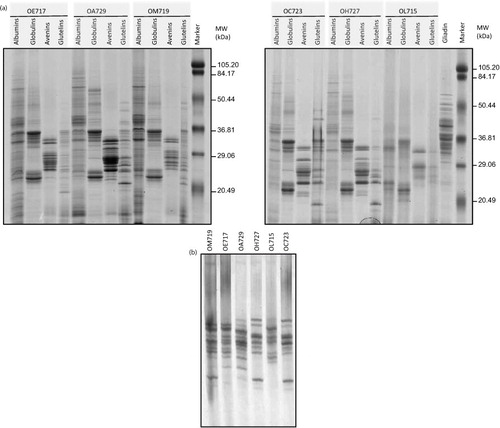 Fig. 1 Protein pattern from six oat accessions. (a) Oat proteins (albumins, globulins, avenins, and glutelins) were analyzed by SDS–PAGE using 12.5% polyacrylamide gel and stained with Coomassie Brilliant Blue (CBB). (b) Avenins were analyzed by A-PAGE gel and stained with CBB. Oat accessions: OE717, OA729, OM719, OC723, OH727, and OL715. Lane MW, molecular weight markers (in kDa).