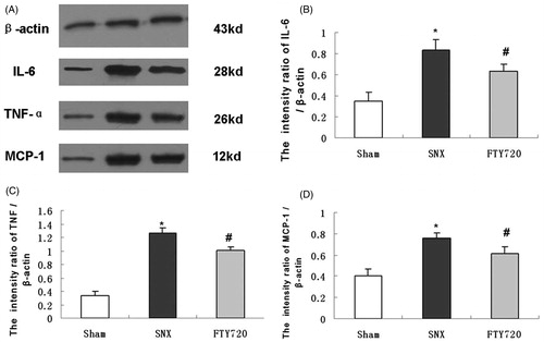 Figure 5. Effects of FTY720 on the expression of proinflammatory molecules. Representative western blotting analysis of IL-6, TNF-α and MCP-1 are shown for the sham, SNX and SNX+FTY720 groups (A). Densitometric results showed that FTY720 treatment prevented the upregulation of IL-6 (B), TNF-α (C) and MCP-1 (D). β-Actin was used as an internal control. Data are presented as the mean ± SD, n = 3, *p < 0.01 versus sham, #p < 0.01 versus SNX.