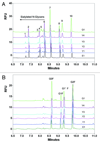 Figure 1. Comparison of HPLC peptide mapping between the etanercept reference product (Enbrel®) and its biosimilars. (B) was the partial zoom of (A) (26–35min). Line 1 to 7 was blank control, biosimilar 1 (Lot 1), biosimilar 1 (Lot 2), biosimilar 1 (Lot 3), biosimilar 1 (Lot 4), reference product (Wyeth, Lot F12508), and biosimilar 2 (Lot 1), respectively.
