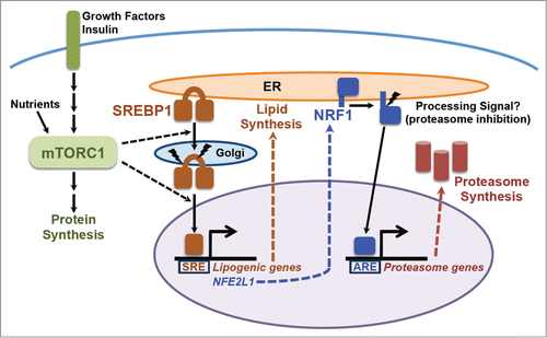 Figure 1. The mTORC1-SREBP-NRF1-Proteasome pathway. Growth factors and nutrients activate mTORC1, which promotes an increase in cellular protein synthesis. mTORC1 also stimulates activation of the SREBP1 transcription factor by promoting its processing and nuclear accumulation, which requires its trafficking to the Golgi, where it is proteolytically cleaved by 2 proteases, resulting in release of the N-terminus encompassing the mature active transcription factor. Mature SREBP1 binds to SRE sequences in the promoters of genes, including the enzymes of de novo lipid synthesis and NFE2L1, encoding the NRF1 transcription factor. NRF1 is synthesized as an ER transmembrane protein and must be processed to release the active transcription factor. Proteasome inhibitors stimulate this processing, but the nature of the physiological signal is currently unknown. Once activated, NRF1 goes to the nucleus and turns on a subset of genes containing AREs in their promoter, including those encoding all, or nearly all, subunits of the proteasome, leading to an increase in cellular proteasome content. See text for more details.