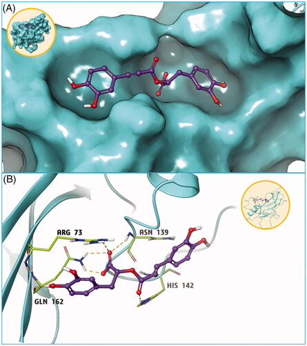 Figure 10. Molecular docking results of compound RosA and NFκB protein. (A) Small molecule RosA binds tightly with NFκB protein. (B) Hydrogen bond interaction is the main force between compound RosA and NFκB protein.