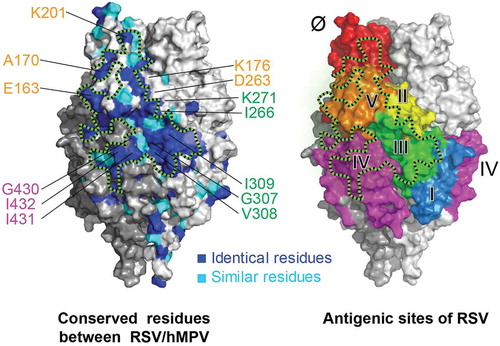 Figure 5. A conserved surface patch on F protein for RSV/hMPV cross-neutralization. Crystal structure of RSV PreF,Citation28 colored by conserved residues (blue and cyan) between RSV and hMPV (left) and antigenic sites (right). Black dashed lines circle a conserved surface patch between RSV/hMPV F antigens. Critical residues identified for antibody binding were labeled and color-coded according to the corresponding antigenic sites.