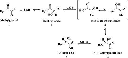 Figure 1 Methylglyoxal detoxification pathway by glyoxalase system. (GSH; glutathione).