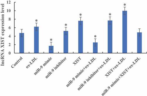 Figure 2. The difference of lncRNA XIST expression level in cells among groups (* P < 0.05).