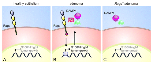 Figure 1. Rage signaling in intestinal tumorigenesis (Fig. 1). In the healthy intestinal epithelium (A), low levels of damage-associated molecular patterns (DAMPs) fail to activate Rage. In intestinal adenomas (B), high levels of DAMPs derive from damaged or dying cells. These DAMPS activate Rage, which increases the production of DAMPs such as HMGB1 and S100, which in turn sustain an inflammatory and pro-tumorigenic milieu. In the absence of Rage (C), DAMPs fail to initiate an inflammatory response, resulting in limited tumorigenesis.
