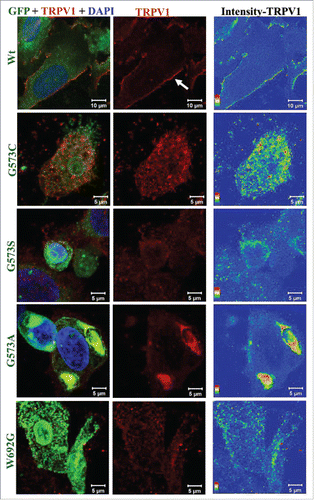 Figure 4. OS-mutants show impaired trafficking for membrane proteins. Confocal images of HaCaT cells transiently expressing TRPV1 along with either TRPV3-Wt-GFP or OS-mutants are shown. Cells were fixed 36 hours after transfection and were stained for TRPV1 using an antibody that is raised against extracellular loop of TRPV1. This antibody detects TRPV1 at the surface (red) only in cells expressing TRPV3-Wt-GFP but much less or not at all in cells expressing OS-mutants. Fluorescence of TRPV3-Wt-GFP or OS-mutants are represented in green and TRPV1 is represented in red. Intensity of surface-expressed TRPV1 is indicated in the rainbow scale (right panel).