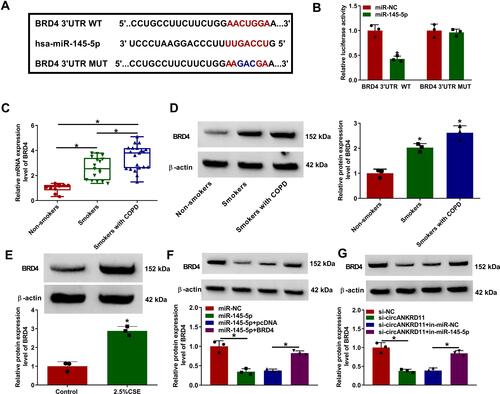 Figure 5 CircANKRD11 modulated BRD4 via binding to miR-145-5p. (A) The binding sites between miR-145-5p and BRD4 were predicted by microT_CDS online database. (B) Luciferase activities were detected by dual-luciferase reporter assay in HPMECs. (C and D) The mRNA and protein expression of BRD4 were determined by qRT-PCR and Western blot, respectively, in the lung tissues of non-smokers (N=10), smokers without COPD (N=17) and smokers with COPD (N=21). (E) BRD4 protein expression was detected by Western blot analysis in HPMECs treated with 0% CSE or 2.5% CSE. (F) The effects between miR-145-5p mimics and BRD4 overexpression on the protein expression of BRD4 were determined by Western blot analysis in HPMECs. (G) The impacts between circANKRD11 silencing and miR-145-5p inhibitors on BRD4 protein expression were revealed by Western blot analysis in HPMECs. *P<0.05.