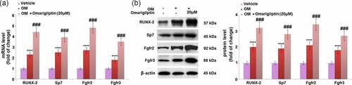 Figure 5. The effect of Omarigliptin on the expressions of RUNX-2, SP7, Fgfr2, and Fgfr3 in MC3T3‑E1 cells. The cells were cultured with osteogenic medium (OM) and Omarigliptin (20 μM). (a) The mRNA expression levels of RUNX-2, Sp7, Fgfr2, and Fgfr3; (b) The protein level of RUNX-2, Sp7, Fgfr2, and Fgfr3 (****, P < 0.0001 vs. vehicle group; ###, P < 0.001 vs. OM treatment group, n = 5–6)
