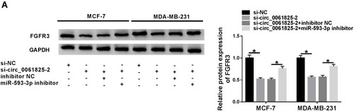 Figure 7 Circ_0061825 modulated FGFR3 expression through sponging miR-593-3p. (A) FGFR3 protein expression by Western blot in MCF-7 and MDA-MB-231 cells transfected with si-NC, si-circ_0061825-2, si-circ_0061825-2+inhibitor NC or si-circ_0061825-2+miR-593-3p inhibitor. *P < 0.05.