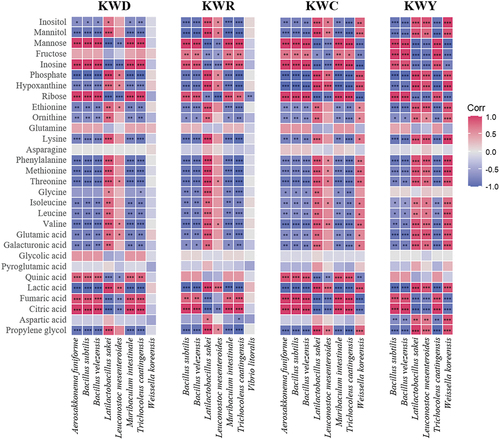 Figure 4. Heat map analyzing the correlation between the species-level microbial community and the top 30 metabolites. The blue and red colors correspond to negative and positive correlations, respectively. * P < .05, ** P < .01, *** P < .001.