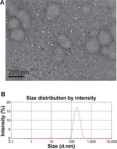 Figure 1 Physical image under transmission electron microscope (A) and particle size distribution (B) of DNR-loaded NPs.Abbreviations: DNR, daunorubicin; NPs, nanoparticles.