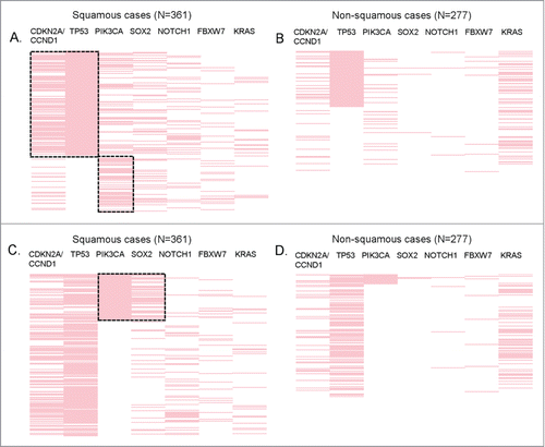 Figure 4. Significant co-alterations in patients with SCCs. Reverse array plot displaying raw data. Each pink bar corresponds to an alteration in the designated gene in one patient (total N = 361 SCC and N = 277 non-SCC specimens). (A) (squamous cases) and (B) (non-squamous cases) have been sorted according to the presence of TP53 mutations. Panel A shows that within squamous tumors, TP53 is co-altered with CDKN2A/CCND1, P < 0.0001 (P-values were also ≤0 .001 if CDKN2A and CCND1 were considered separately). There also was a negative association between TP53 and PIK3CA alteration, P = 0.001. (B) shows that within non-squamous tumors, TP53 alterations were also associated with CDKN2A/CCND1, P = 0 .003 (P-value = 0 .008 for CCND1 and P = 0 .129 for CDKN2A when considered separately). However, the co-alteration frequency of TP53 and CDKN2A/CCND1 was significantly higher in squamous tumors (31% vs. 9%, P < 0.0001). No association (positive or negative) was found between TP53 and PIK3CA in non-squamous cases. (C) (squamous cases) and (D) (non-squamous cases) display the same data as panel A and B, but sorted by the presence of PIK3CA alteration. Within squamous tumors, PIK3CA is co-altered with SOX2 (P < 0.0001). (D) PIK3CA alterations are not significantly associated with SOX2 in non-squamous tumors.