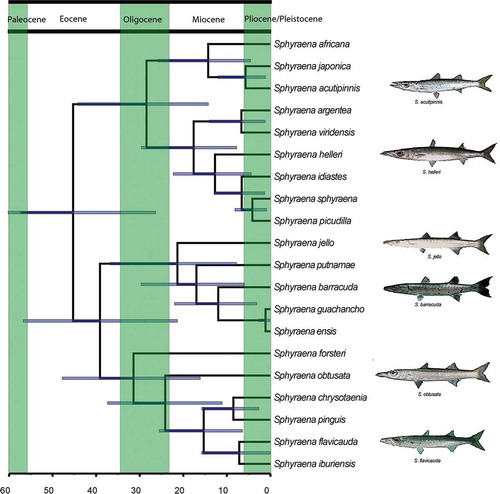 Figure 2. Bayesian Evolutionary Analysis Sampling Trees (BEAST) chronogram of sphyraenids. Blue bars indicate 95% highest posterior density (HPD). Fish images modified under Creative Commons license from original photographs by J.E. Randall (retrieved from www.fishbase.org).
