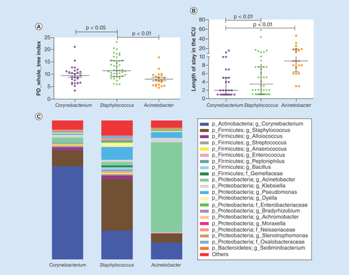 Figure 3. Relationship between the nasal bacterial type in the patients with sepsis and their length of stay in the intensive care unit. (A) Comparison of the α diversity among the three nasal bacterial types in patients with sepsis. (B) Comparison of the length of intensive care unit stay among the three nasal bacterial types in patients with sepsis. (C) Comparison of the stacked bar charts of the genera in the three nasal bacterial types in patients with sepsis.ICU: Intensive care unit; PD: Phylogenetic diversity.