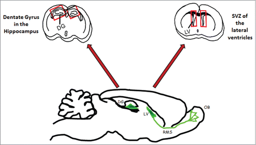 Figure 1. Neurogenesis areas: frontal sections of the brain of an adult mouse showing in red rectangles: the Dentate Gyrus (DG) in hippocampi; the Subventricular Zone (SVZ) in the Lateral Ventricle (LV). The sagittal sections show in green the neurogenic area in the DG and in the SVZ as well as the rostrary migratory stream (RMS), indicating the migration of neuroblasts into the olfactory bulbs (OB).