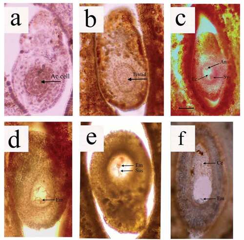 Figure 10. Embryogenesis in G. indica, Ac cell: Archesporial cell, An: Antipodal cells, Ec: Egg cell, Sy: Synergids, Em: Embryo, Sus: Suspensor, Ce: Cellularization.