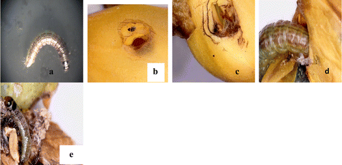 Figure 4. Flower bud boring by flower bud borer: (a) flower bud borer collected from infected bud; (b) bore made by worm; (c) worm enters into flower bud; (d) worm smashing internal floral parts; (e) end of flower bud.
