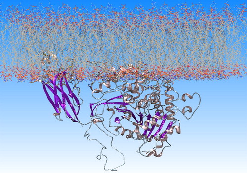 Figure 1. GIVA cPLA2 on a lipid bilayer of POPC generated with the charmm-gui tool.