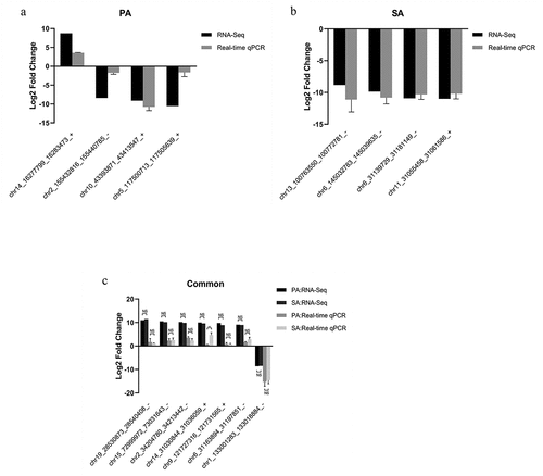 Figure 7. Validation of candidate circRNAs in β-TC6 cells by qPCR. (a) Expression of four DEcircRNAs specific to the palmitic acid group. (b) Expression of four DEcircRNAs specific to the stearic acid group. (c) Levels of the seven DEcircRNAs common to both the palmitic and stearic acid groups. **P < 0.01. n = 3 independent cell cultures per group. Ctrl, Control group; PA, palmitic acid group; SA, stearic acid group; NS, no significance