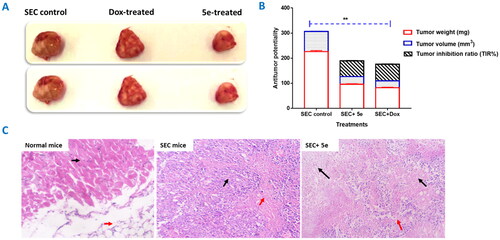 Figure 6. Solid tumour growth was inhibited in SEC-bearing mice by administration of compound 5e (6 mg/Kg B.W., IP) (SEC model). (A) The tumour mass of different treated groups (morphological representation); “normal control, SEC-group, SEC+ 5e, and SEC + Dox.” (B) Anti-tumour activity of tumour mass, volume, and TIR% in different treated groups. (C) Comparative morphological examinations of the tumour tissues tested groups. “Values are expressed as Mean ± SEM values of mice in each group (n = 7).” Values denoted by sign **(P ≤ 0.001) were found to be statistically different from the SEC control when compared with an unpaired t-test in GraphPad Prism. (H&E stain, magnification ×400).