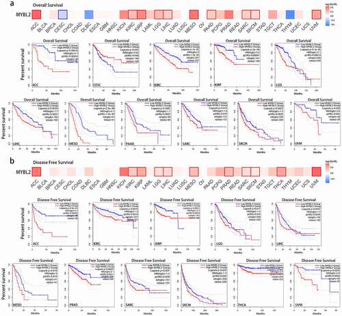 Figure 2. Correlation between MYBL2 expression and the prognosis of cancer patients in the TCGA. The survival maps and survival curves showing significant differences in overall survival (a) and disease-free survival (b) for different cancer types from the TCGA analyzed by GEPIA